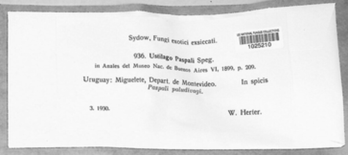 Ustilago paspali image